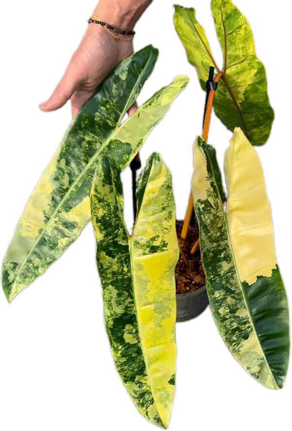 Variegated Philodendron Billitiae(3-4 leaves, medium size)