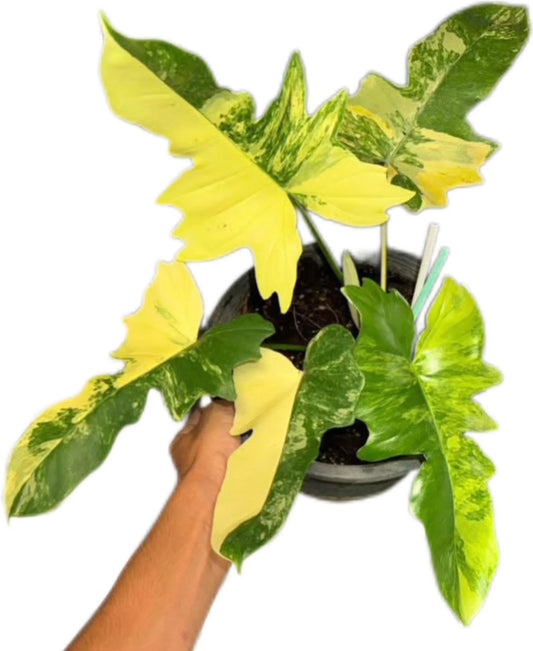 Philodendron Florida Beauty x Mayoi Variegated Philodendron