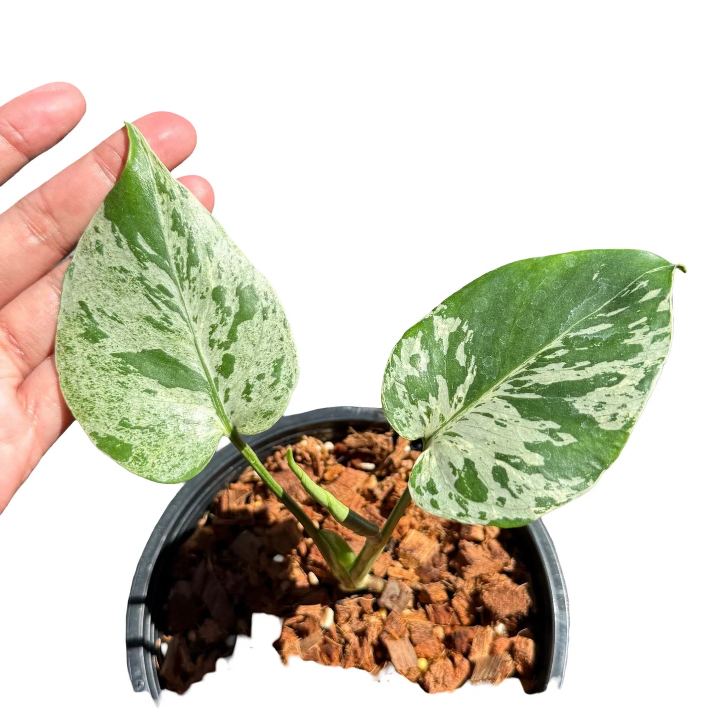Monstera Bulbasaur SEEDLING 3"