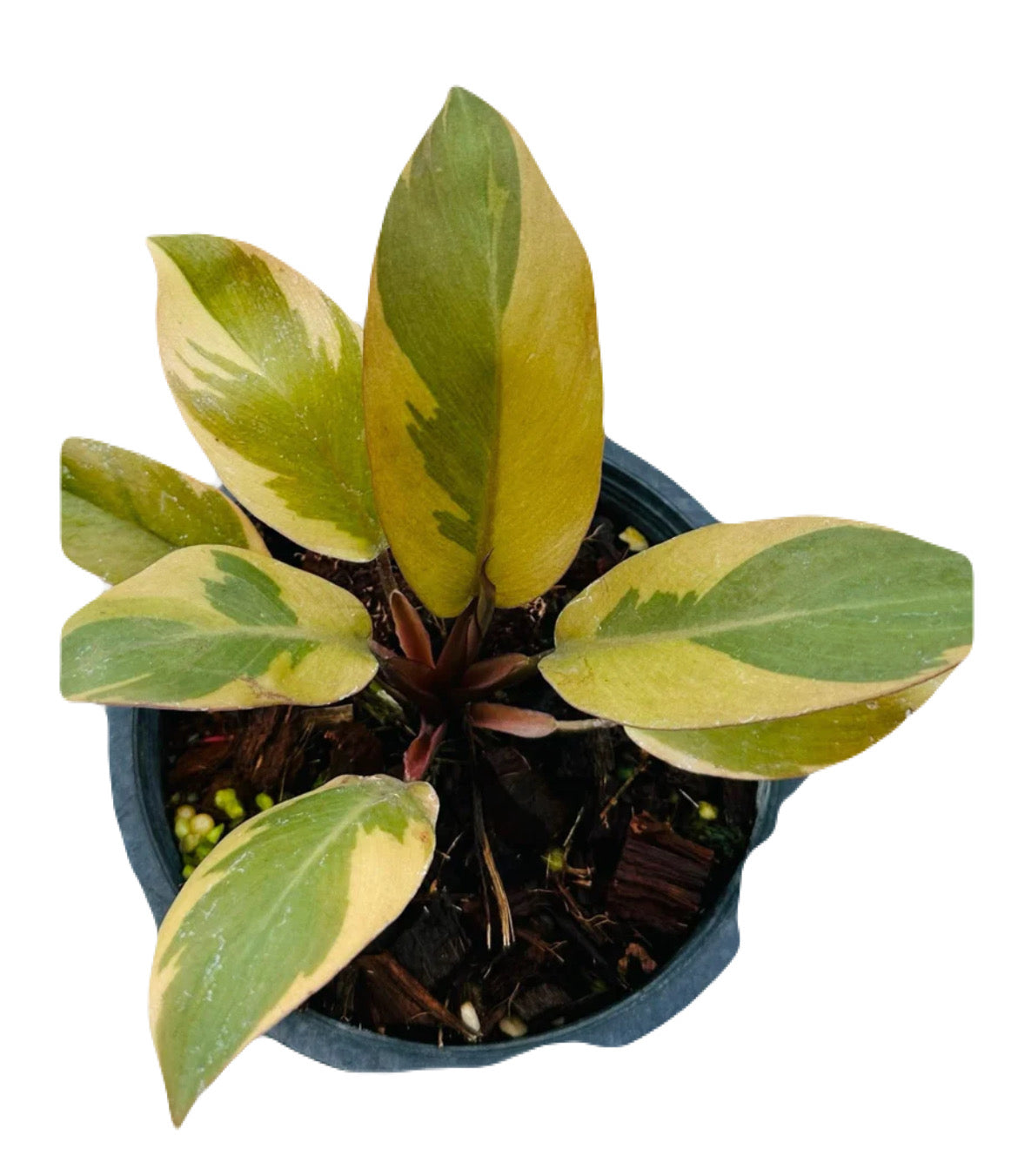 Variegated Philodendron Black Cardinal