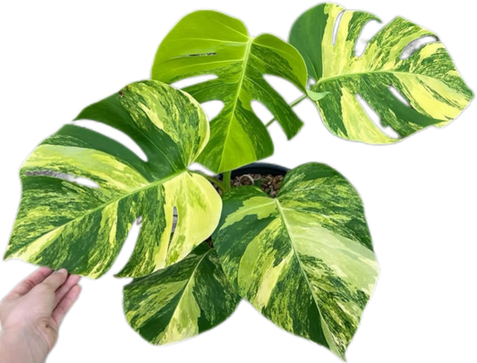 Monstera Aurea Borsigiana 3-4 leaves, set of 10 plants