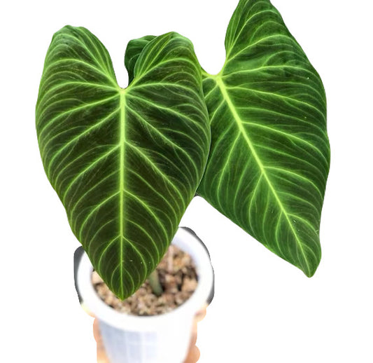 Philodendron Splendid