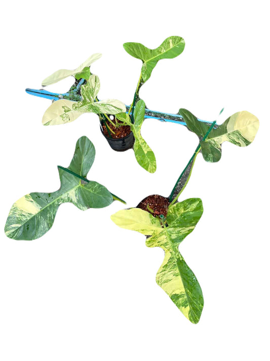 Variegated Philodendron FLOBE x Mayoi x Billie