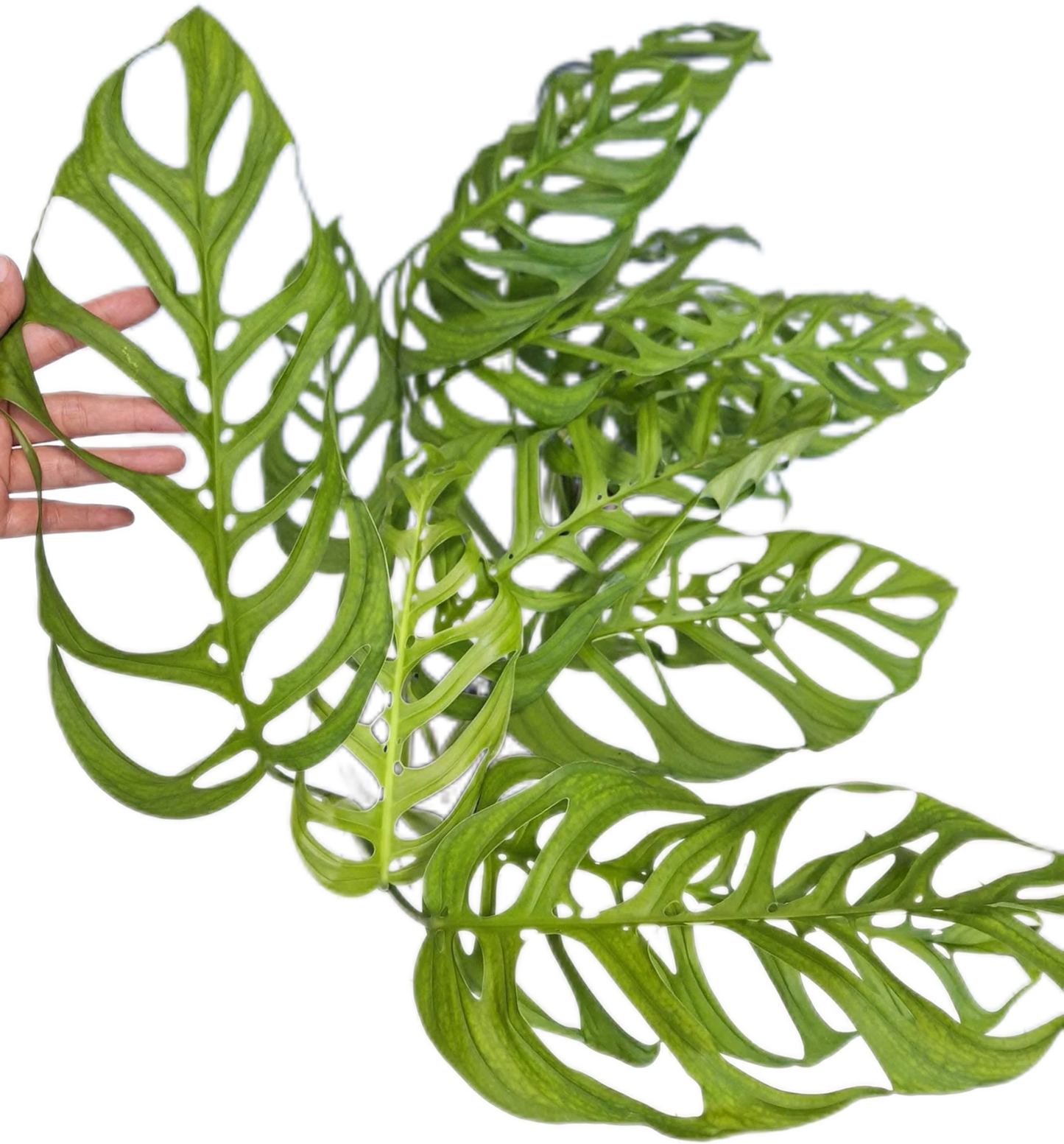 Monstera Esqeuleto, set of 10 plants