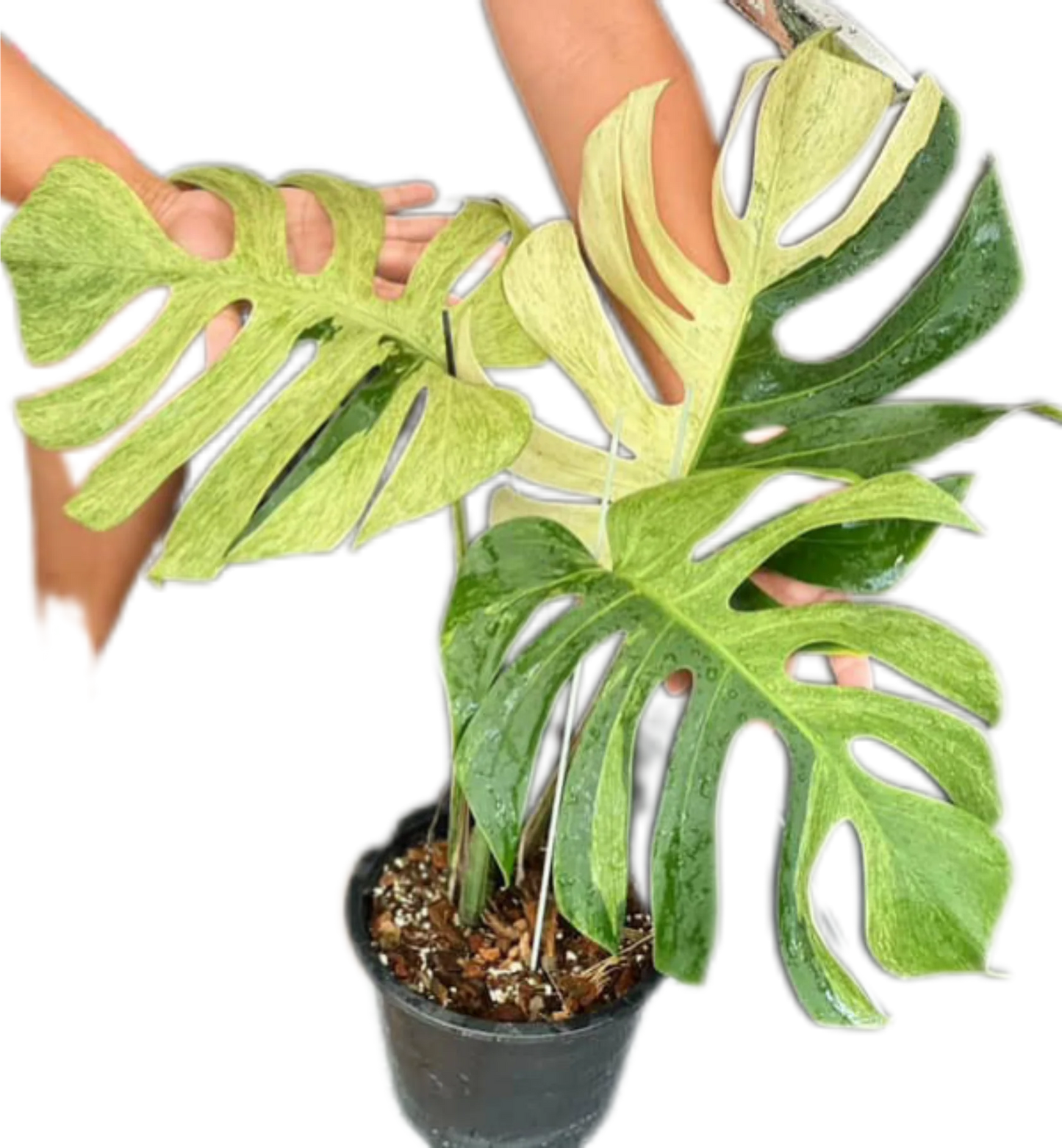 Monstera Deli x Borsi Mint NOID