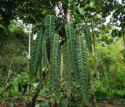 Philodendron Patriciae