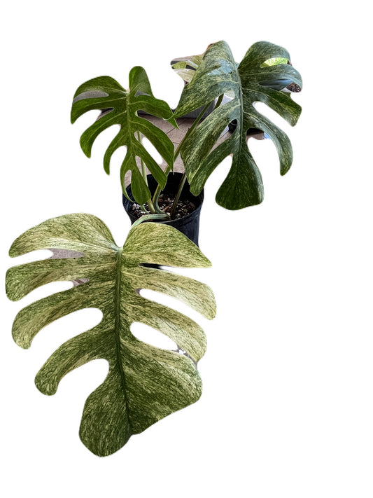 Monstera Mint NOID