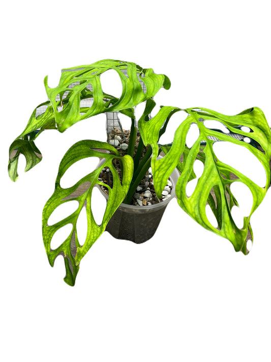 Monstera Esqueleto Large