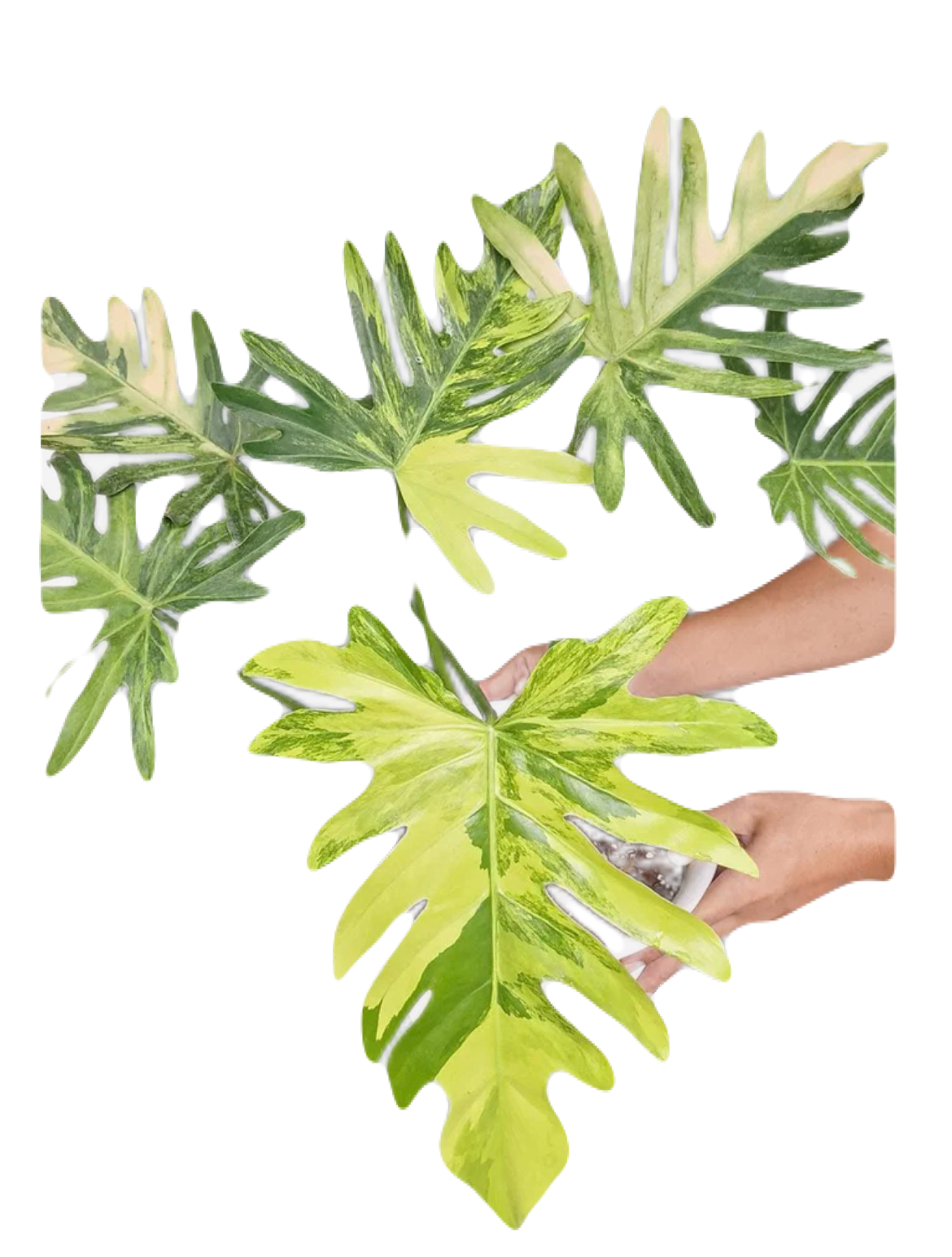 Variegated Philodendron Radiatium