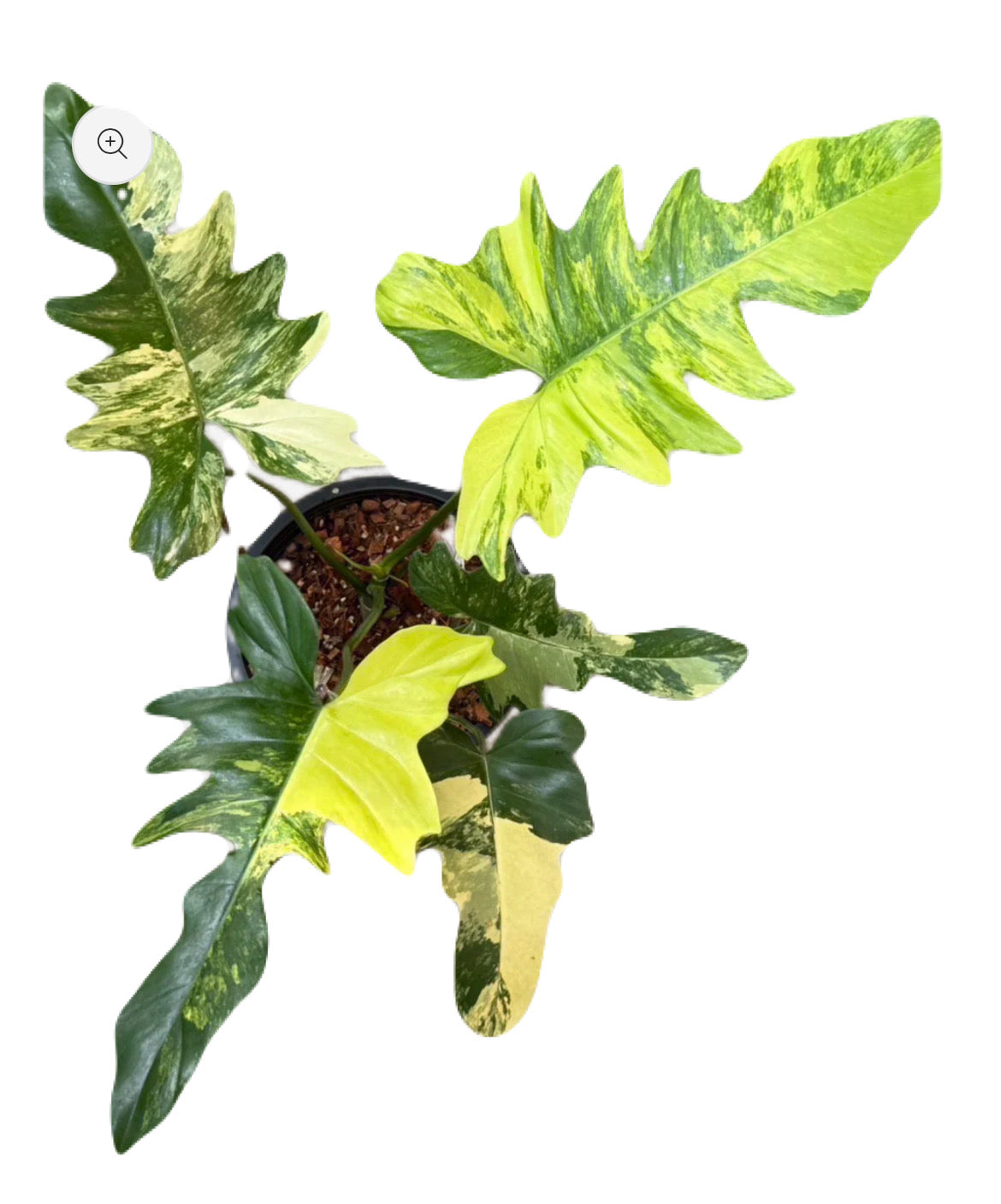 Variegated Philodendron