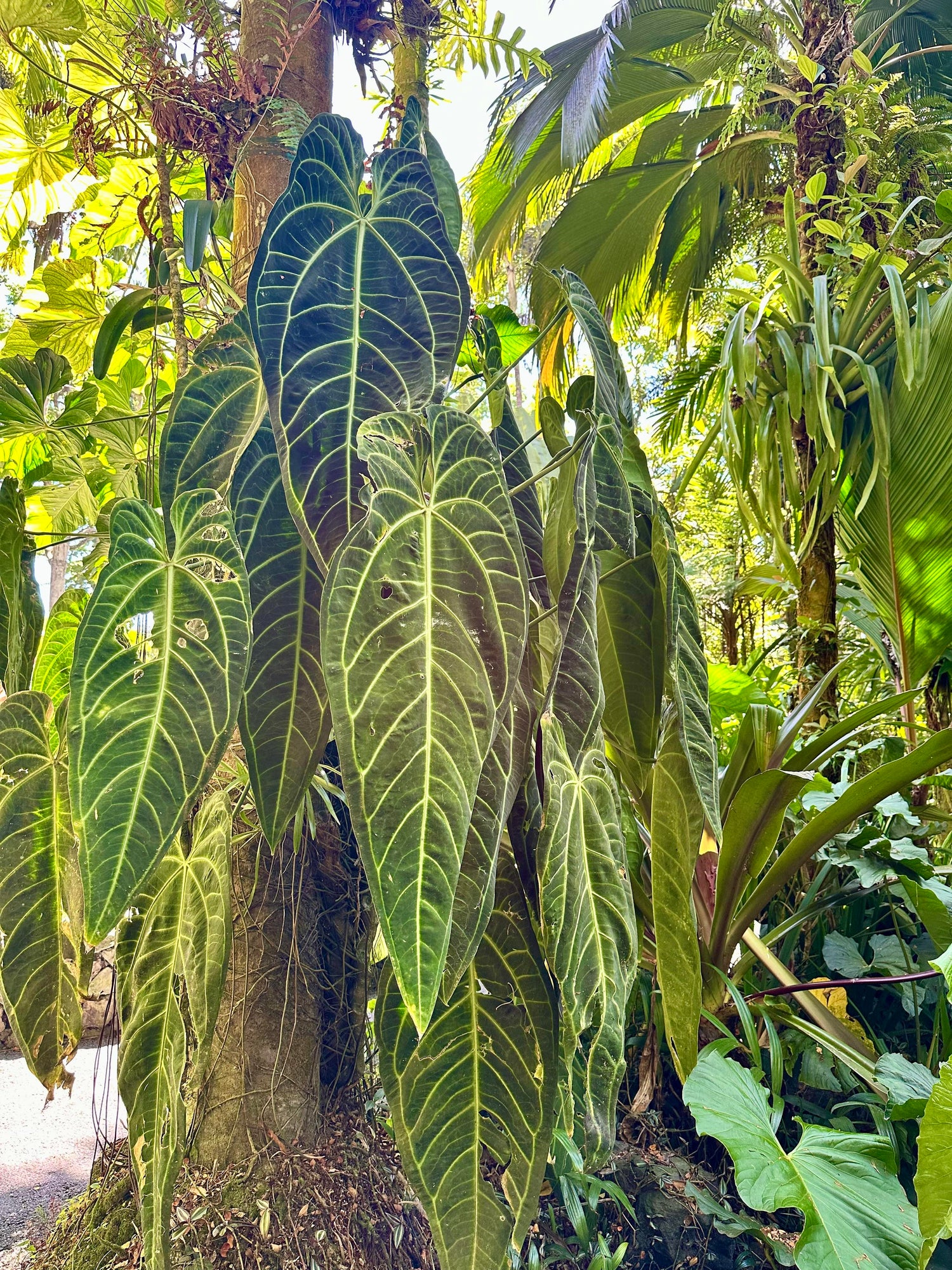 Anthurium