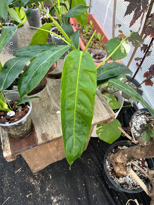 Philodendron Patriciae