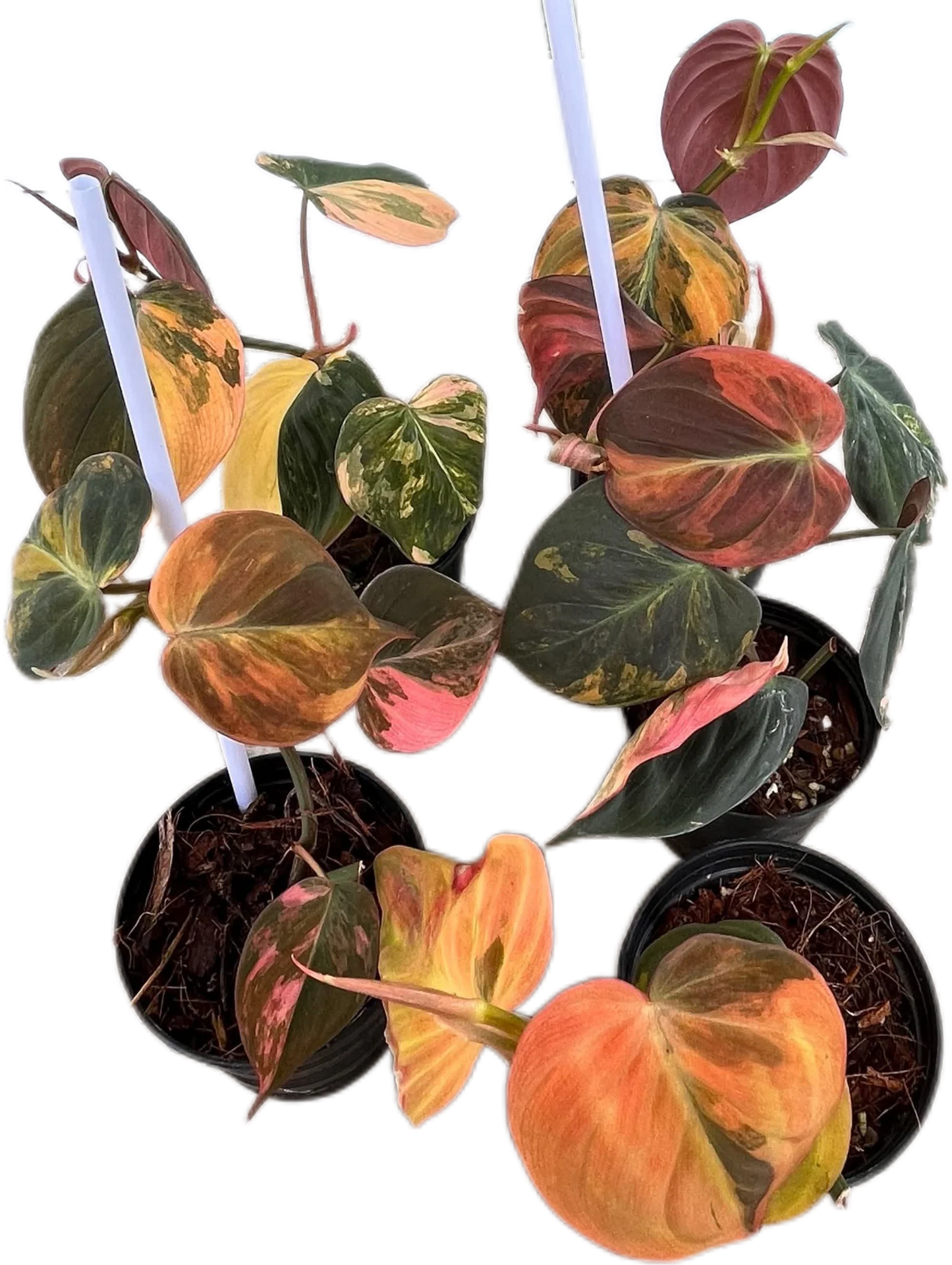 Pink Variegated Philodendron Micans, 5 plants