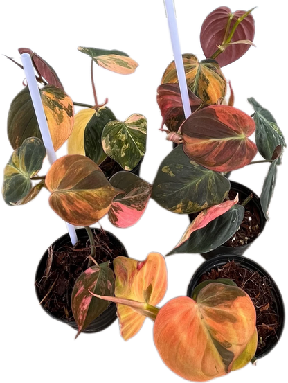 Pink Variegated Philodendron Micans, 5 plants