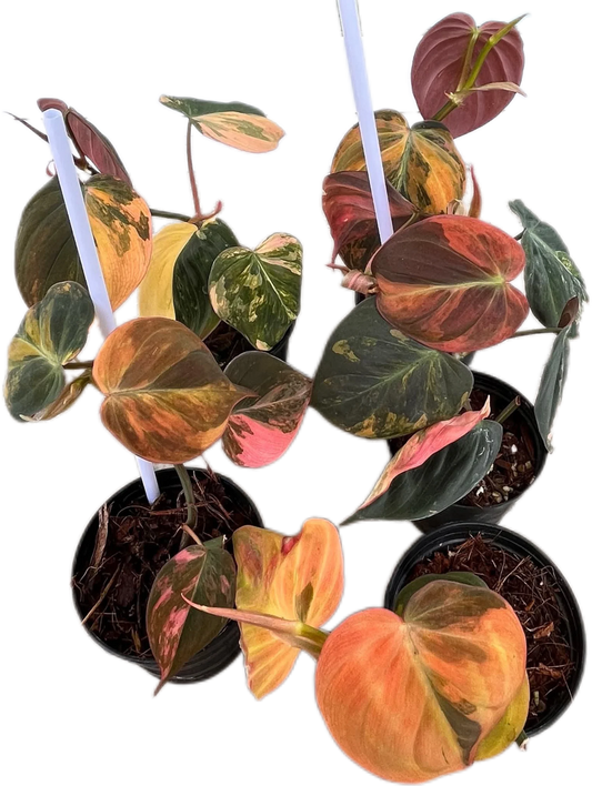 Pink Variegated Philodendron Micans, 5 plants