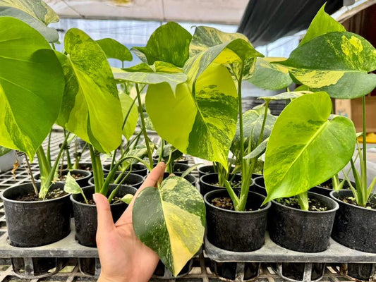 Monstera Deliciosa “Yellow Marilyn”, set of 10 plants