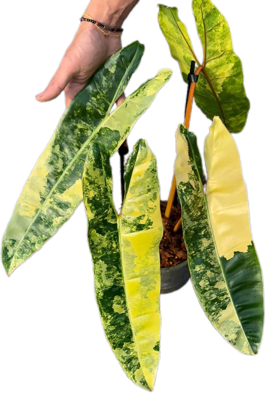 Variegated Philodendron Billitiae(3-4 leaves, medium size)