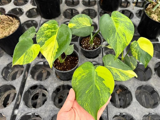 Monstera Deliciosa “Yellow Marilyn”, set of 10 plants