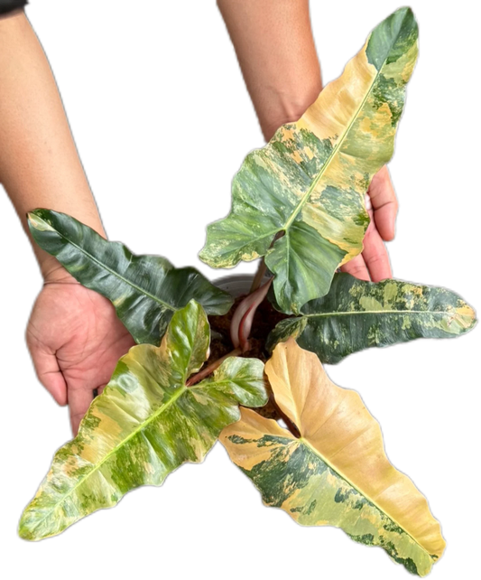 Philodendron “Fiora” Variegated [Florida Beauty x (Mayoi x Black Billietiae) NEW HYBRID!!