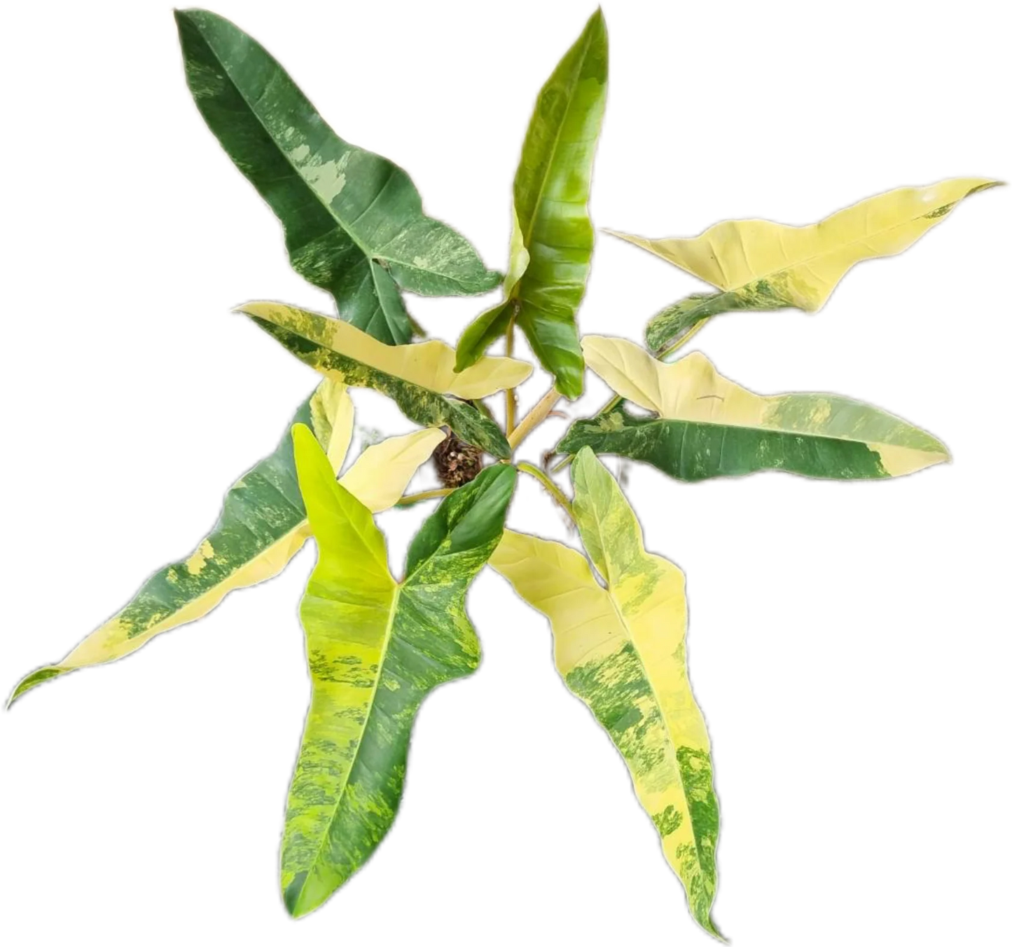 Philodendron [(Florida Beauty x Billitiae) x Mayoi] Variegated Hybrid