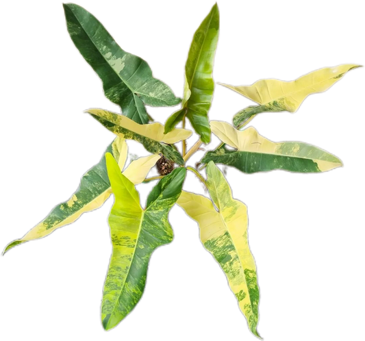 Philodendron [(Florida Beauty x Billitiae) x Mayoi] Variegated Hybrid