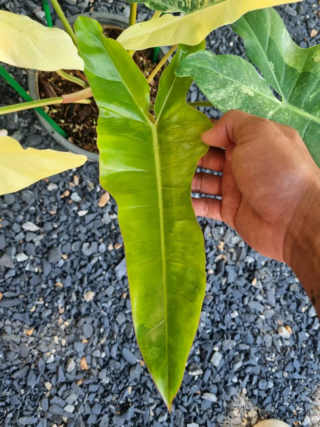 Philodendron [(Florida Beauty x Billitiae) x Mayoi] Variegated Hybrid