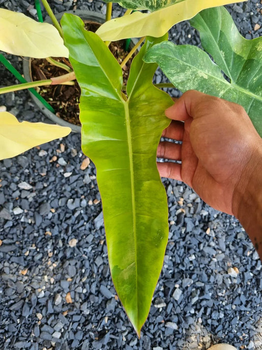 Philodendron [(Florida Beauty x Billitiae) x Mayoi] Variegated Hybrid