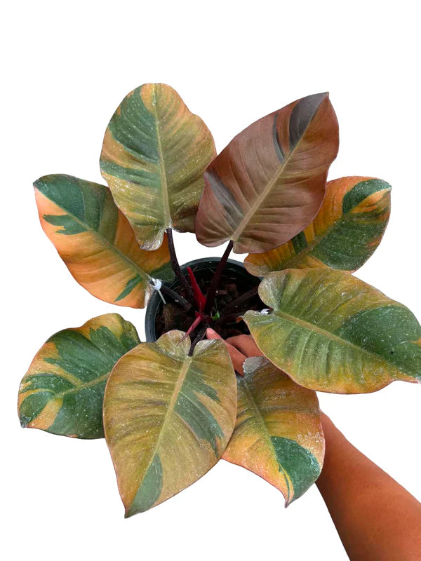 Philodendron Black Cardinal Variegated