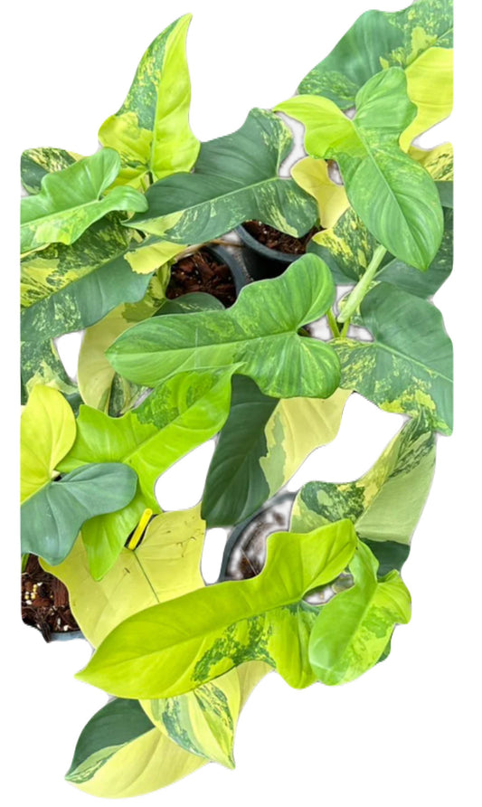 Philodendron Bipennifolium Variegated (Violin)