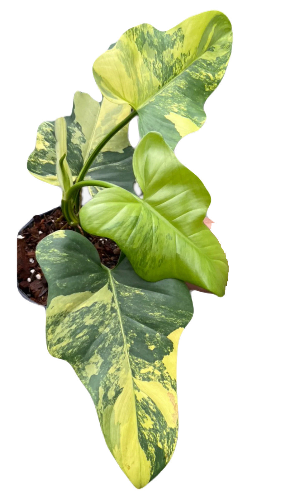 Philodendron Bipennifolium Variegated (Violin)