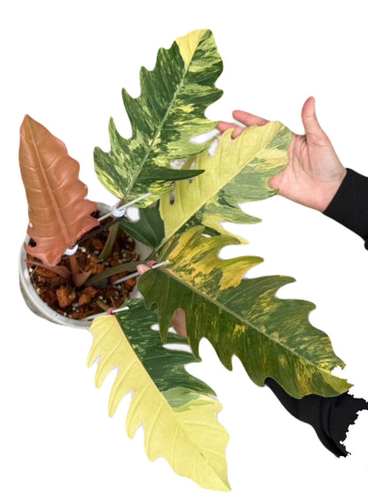 Variegated Philodendron Caramel Marble-LARGE
