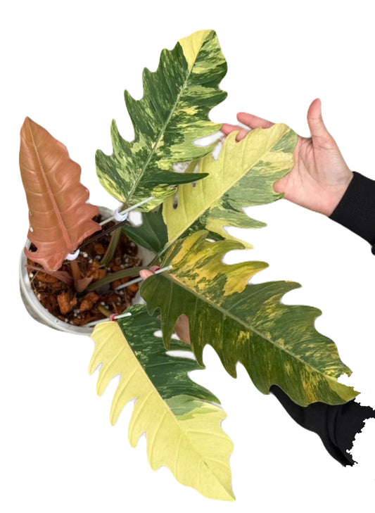 Variegated Philodendron Caramel Marble-LARGE