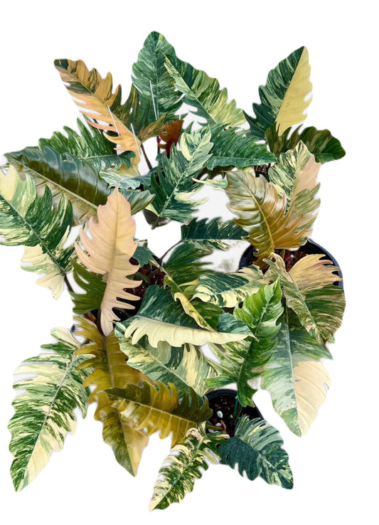 Variegated Philodendron Caramel Marble-LARGE
