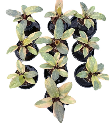 Variegated Philodendron Black Cardinal