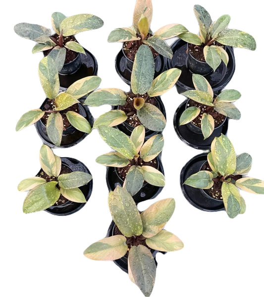 Variegated Philodendron Black Cardinal