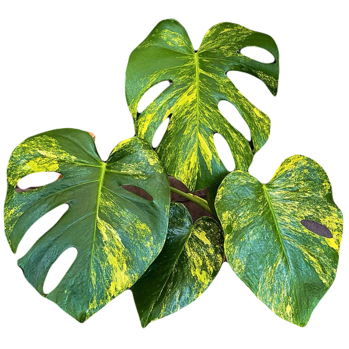 Monstera Aurea Borsigiana 3-4 leaves, set of 10 plants