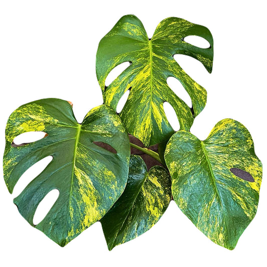 Monstera Aurea Borsigiana 3-4 leaves, set of 10 plants