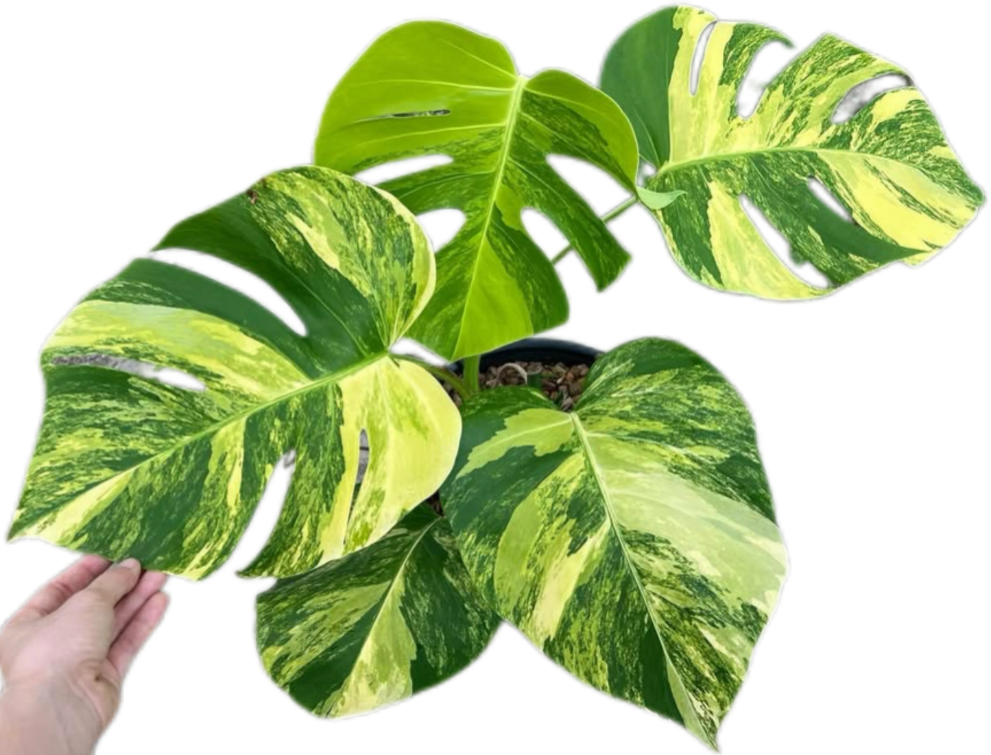 Monstera Aurea Borsigiana 3-4 leaves, set of 10 plants