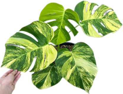 Monstera Aurea Borsigiana 3-4 leaves, set of 10 plants