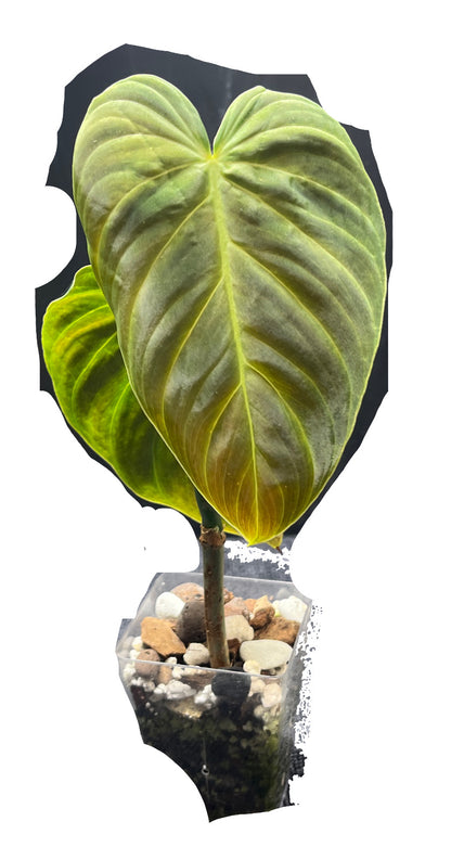 Philodendron Splendid