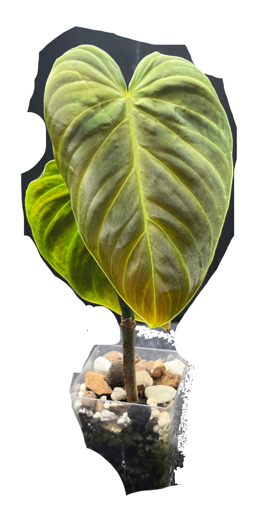 Philodendron Splendid