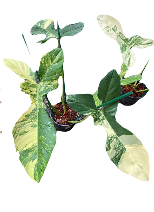 Variegated Philodendron FLOBE x Mayoi x Billie