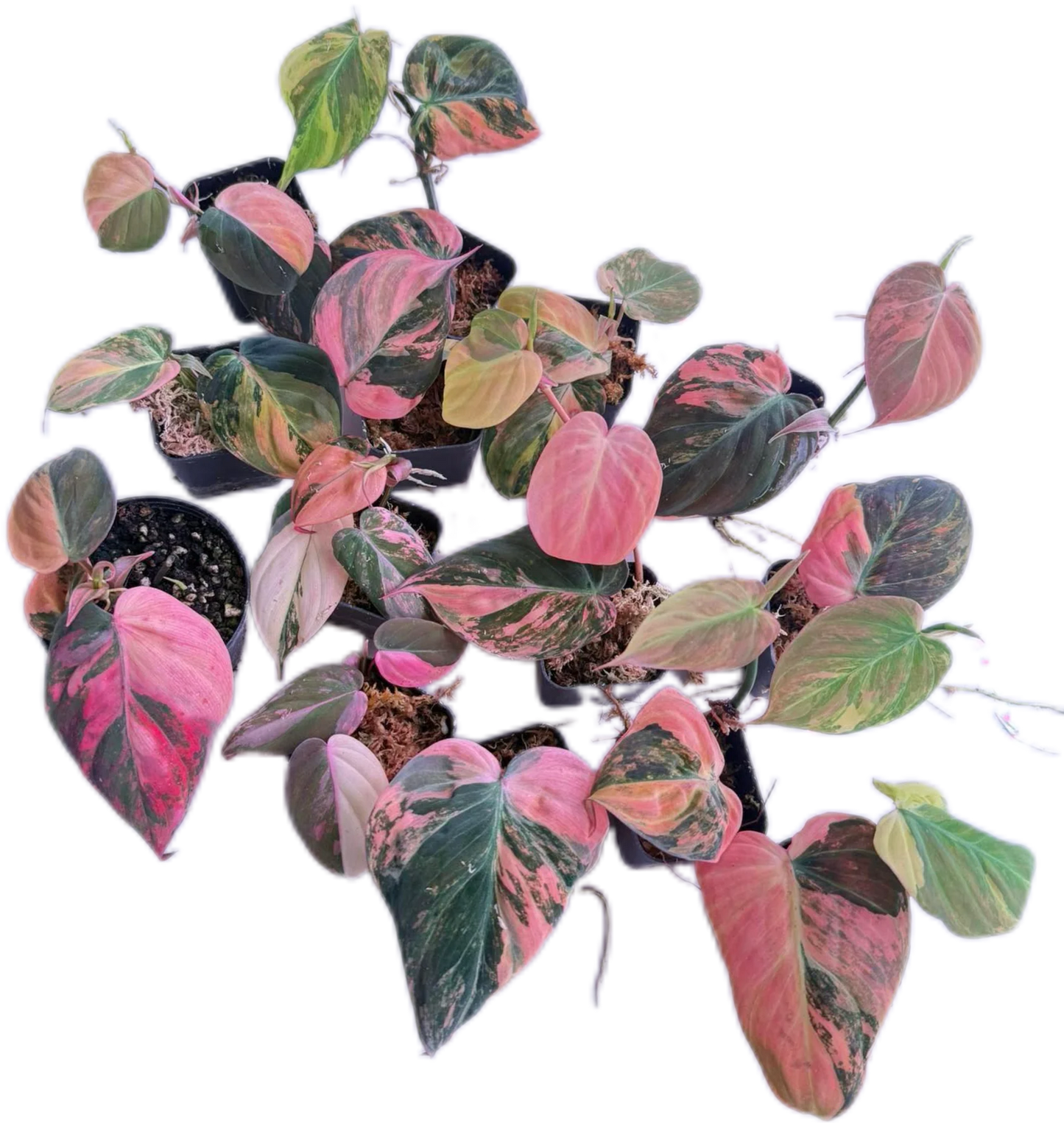 Pink Variegated Philodendron Micans, 5 plants