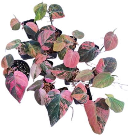 Pink Variegated Philodendron Micans, 5 plants