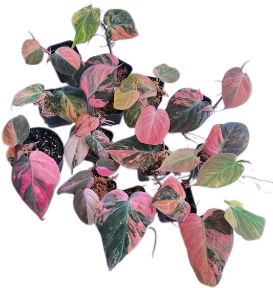 Pink Variegated Philodendron Micans, 5 plants