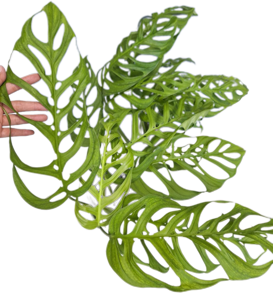 Monstera Esqeuleto, set of 10 plants