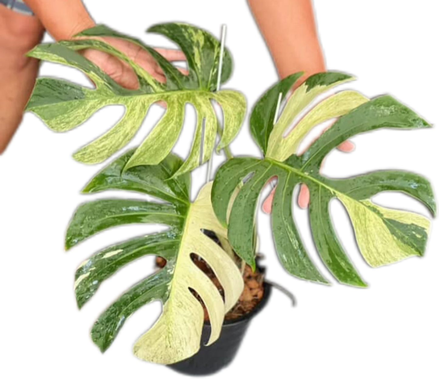 Monstera Deli x Borsi Mint NOID