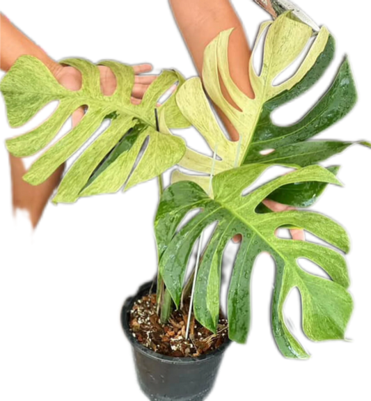 Monstera Deli x Borsi Mint NOID