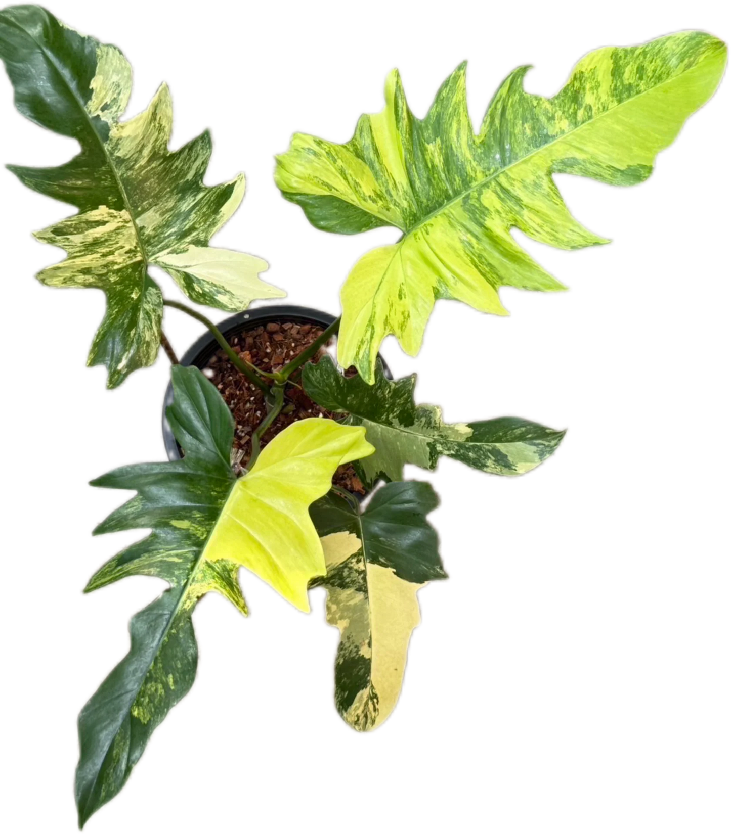 Philodendron Florida Beauty x Mayoi Variegated Philodendron