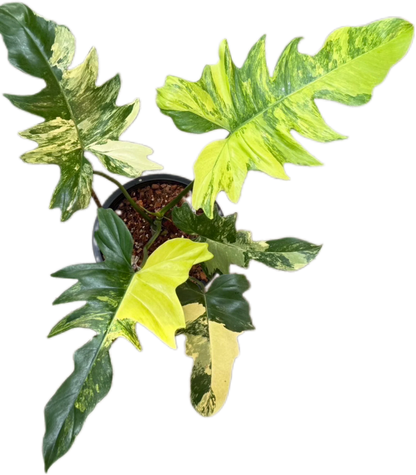 Philodendron Florida Beauty x Mayoi Variegated Philodendron